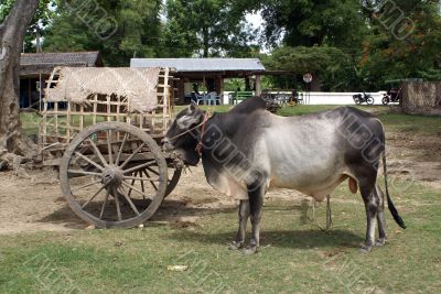 Cow and cart