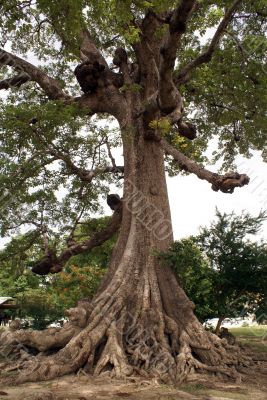 Big tree with roots