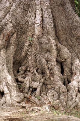 Big roots