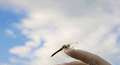 dragonfly on a female hand
