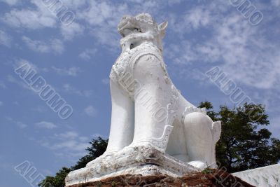 White lion