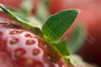 Close-up Strawberries