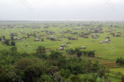 Forest and field