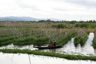Floating garden on the lake