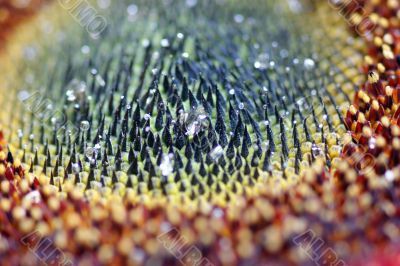 Close up of a sunflower