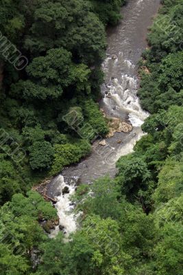 River and forest