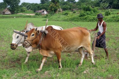 Man with plough