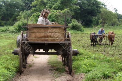 Cart and plough