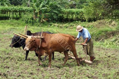 Man and plough