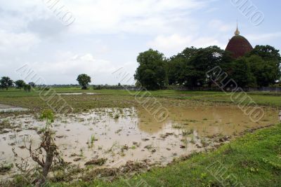 Field and stupa