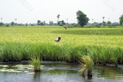 Woman on the rice field
