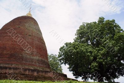 Stupa and tree