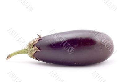 aubergine macro