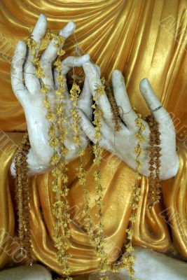 Buddha`s hand