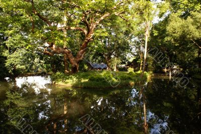Trees on the pond