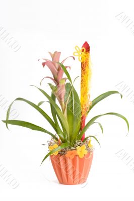 plant