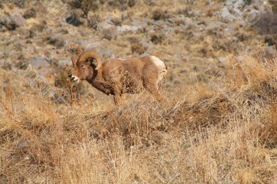 Big Horn Sheep