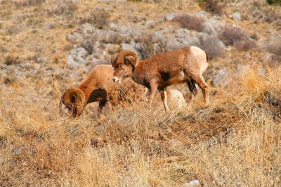 Big Horn Sheep