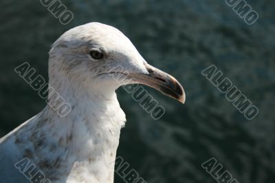 Head of Sea Gull