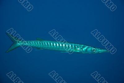 European barracuda.