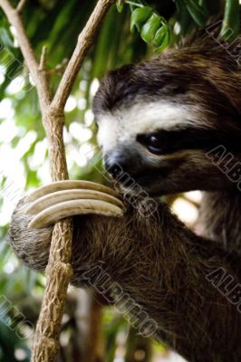 Sloth