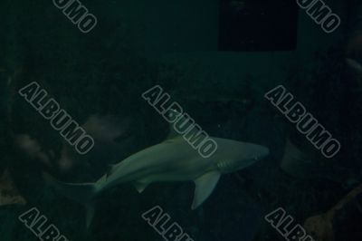 Ocean Shark