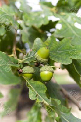 acorns on  oak