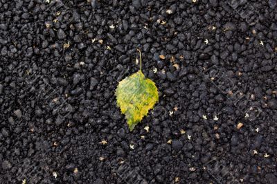 leaf on asfalt