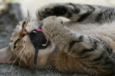 Cat