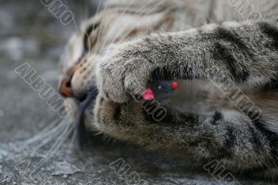 Cat