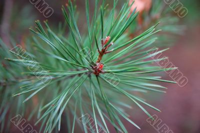 Branch of a pine