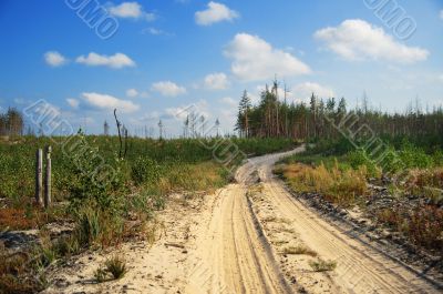 aging road in copse