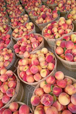 Bushels of Fresh Peaches