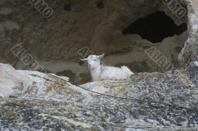 Mountain lamb