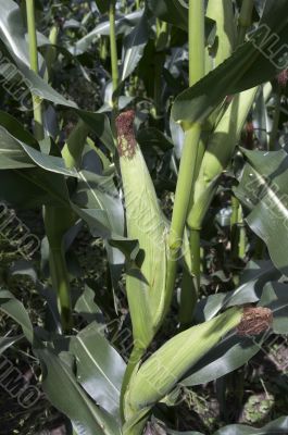 Corn on the stalk