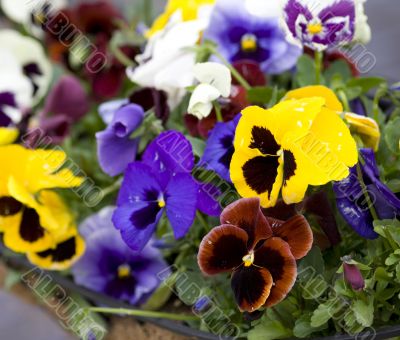 Blossoming flowers of Pansies