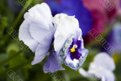 Blossoming flowers of Pansies