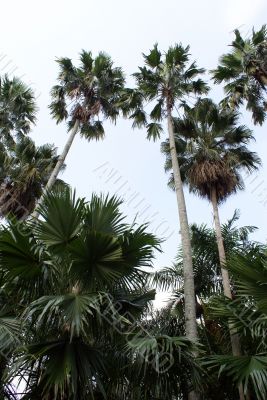 Green palm trees
