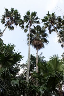 Palm trees