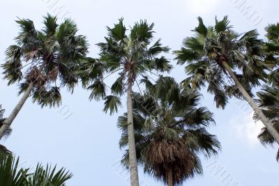 Palm trees