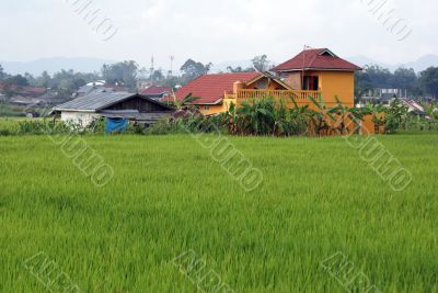 Green rice field
