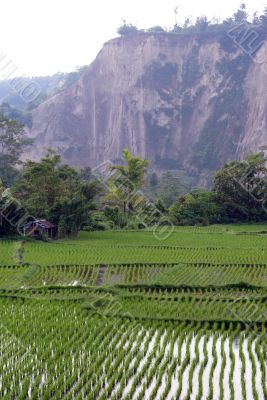 Green field, house and mount