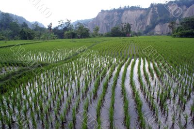 Field with rows