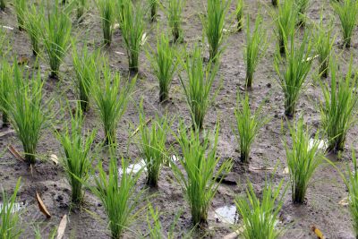 Green rice