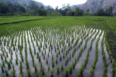 Green field