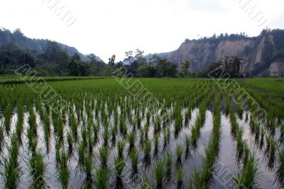 Rows of rice
