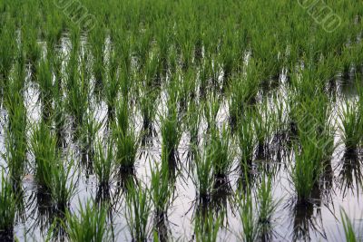 Green rows