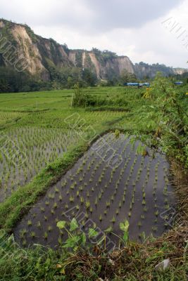 Rice field and mountain