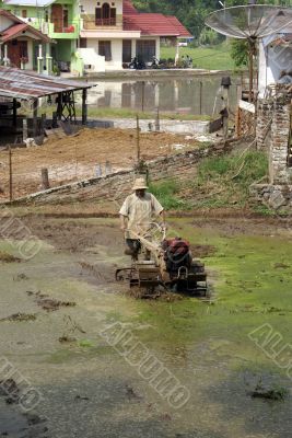 Farmer on the rice field