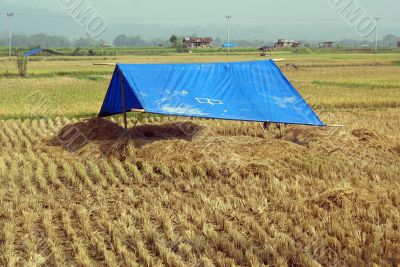 Tent on the field